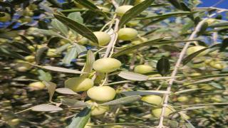 الكورة والزيتون… توأمان من خضرة الأرض وبركة السماء