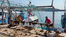 الصيادون في طريفة يزيلون الطحلب الآسيوي من شباكهم وقواربهم، في مايو 2025. الصورة: إيريني باّنيوس.