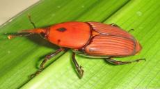 تحالف دولي بقيادة الإمارات لمكافحة سوسة النخيل الحمراء: مقاربة علمية وابتكارية لحماية الأمن الغذائي والبيئة