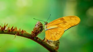 الفراشات الملكية كادت تنقرض