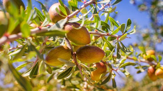Découvrez l'huile d'argan bio et naturelle de Joodoor