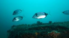 © INRH_by Dr. Mohamed Naoufal TAMSOURI