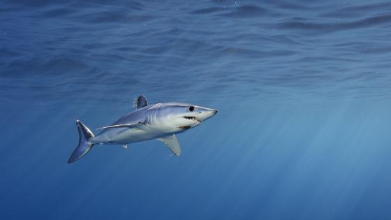 Shortfin mako sharks (Isurus oxyrinchus) off the coast of San Diego, California. This region is a pupping grounds for makos and in the summer and fall pups can be seen in these waters. The mako is one of the fastest fish in the sea, swimming in bursts of 55 mph. These animals are also endothermic, meaning that they can generate heat within their bodies. They are one of the top four species of predatory sharks.
